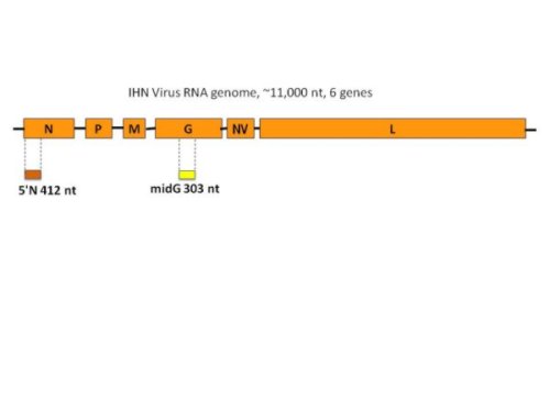 IHNV RNA genome