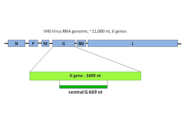 VHSV RNA genome