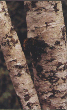 A photo of healthy alder