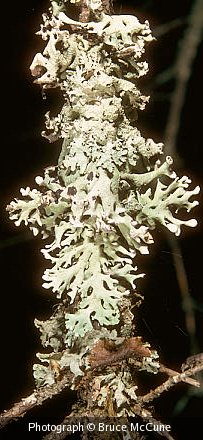 A lichen (Hypogymnia physodes (L.) Nyl.)