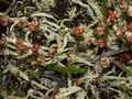[Cladonia bellidiflora ]