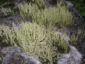 [Cladonia bellidiflora  ]
