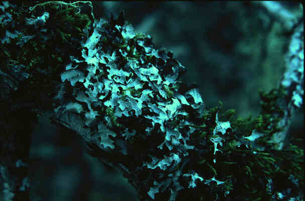 lichen display