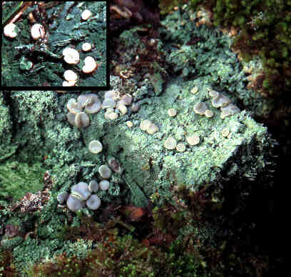 lichen display