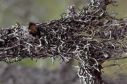 lichen display