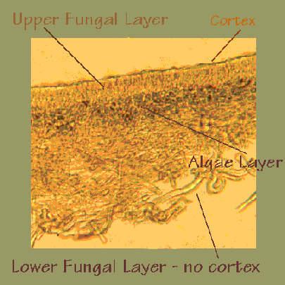 lichen cross section