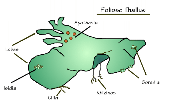 fruticose lichen diagram