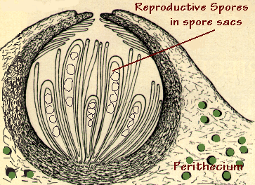 Perithecia Link Perithecia Link